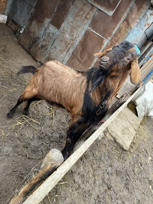 Vand tap anglo nubian