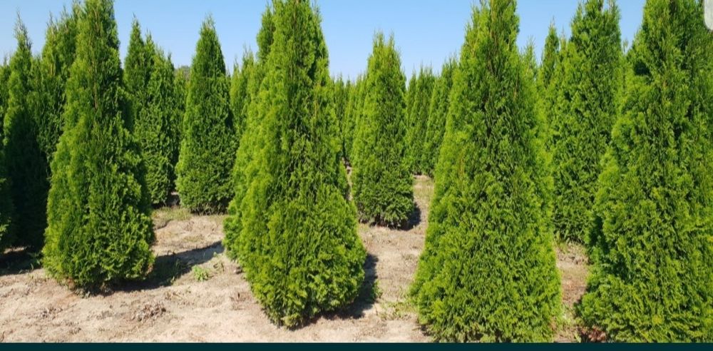 Plante ornamentale: tuia smaragd/ leylandii/ brazi/ tei/ pin/ liliac/