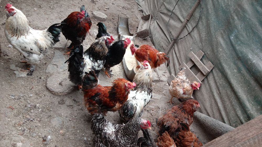 Cocosi tineri de vanzare