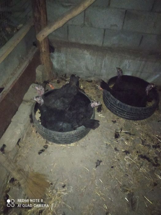 Induk kurkisi sotiladi