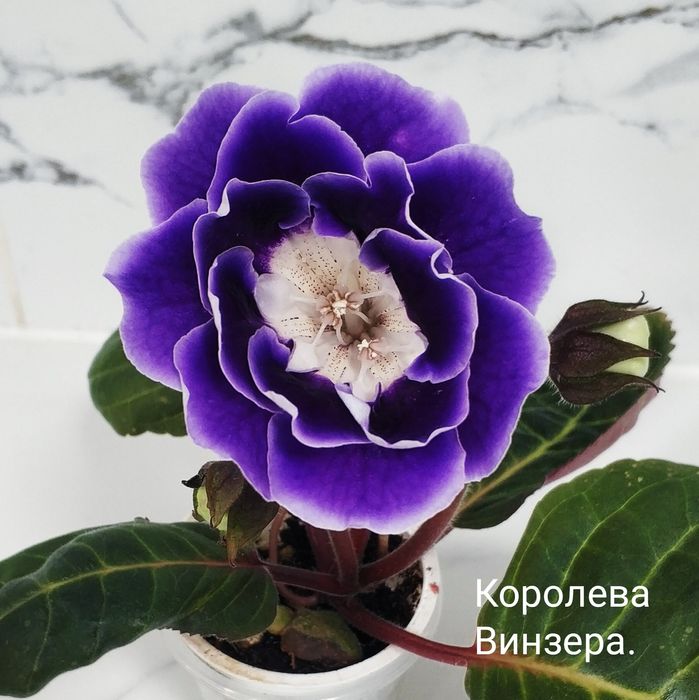Цветущие глоксинии.