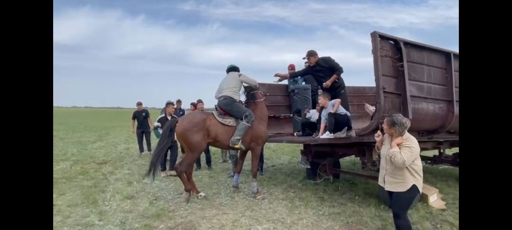 Көкпар ат, жасы 7де, бойы 1,65.