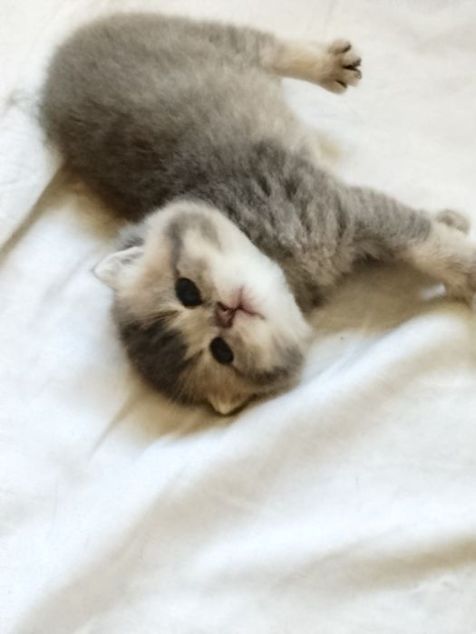 Срочно Продаётся котят