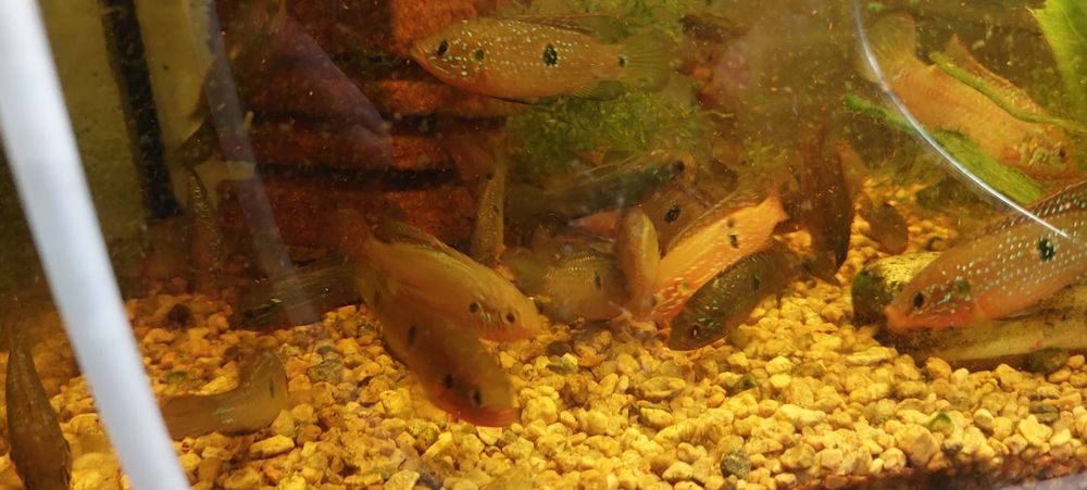 Продам хромисы красавцы