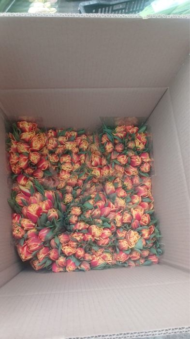 Тюльпан Тюльпан Тюльпан Оптом