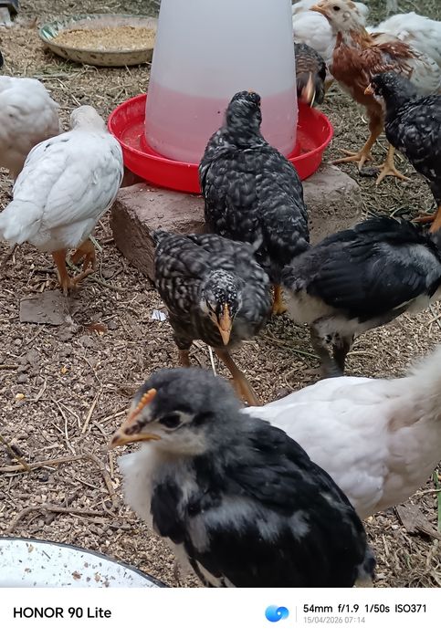 Цыплята домашние