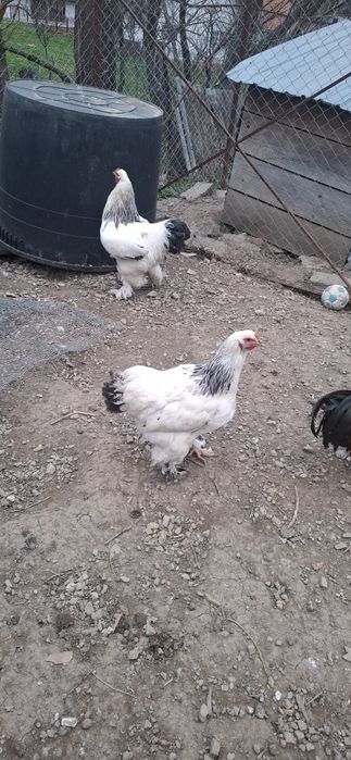 2 cocoși și o Găină Brahma 350 buc 300 gaina