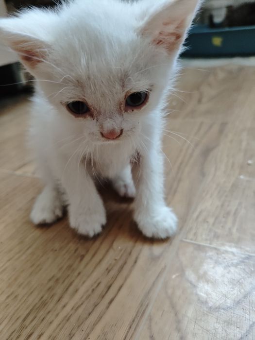 Отдам в добрые руки  котят