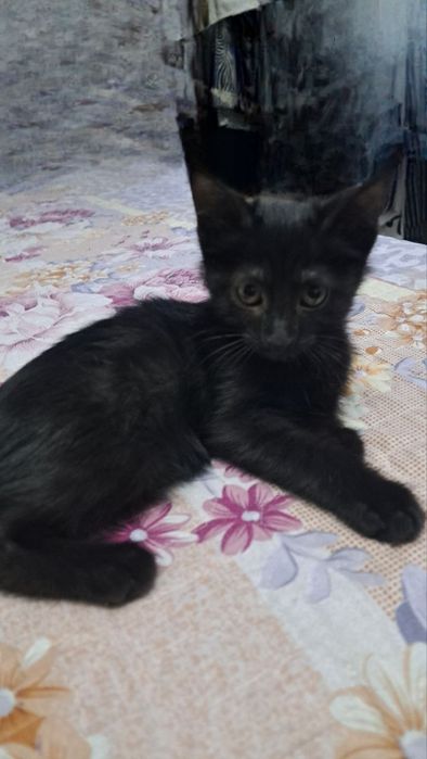 Отдам котят в хорошие руки с дальнейшим отслеживанием