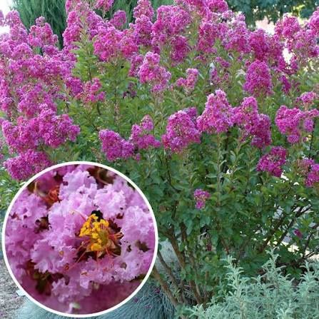 Liliac Indian (Flori Mov )