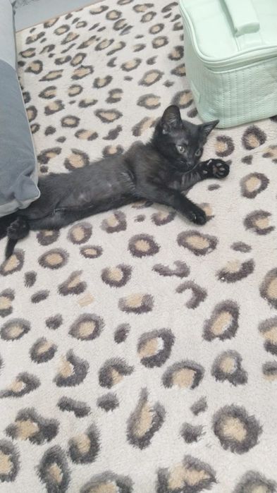Мальчик котенок родившийся в апреле