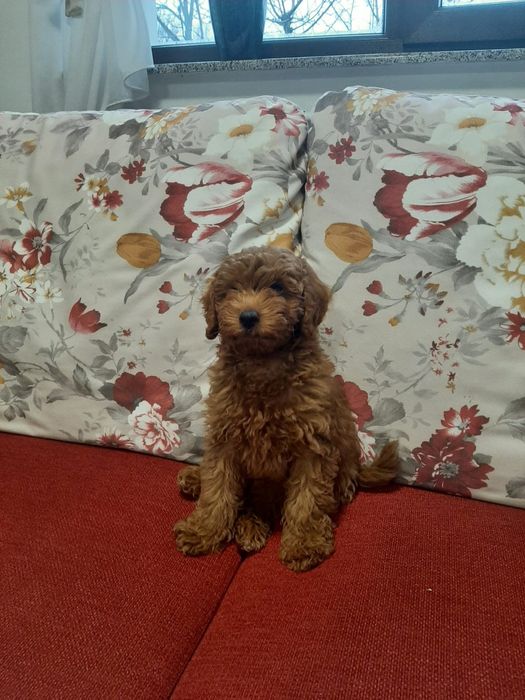 Pudel Red mini cu pedigree