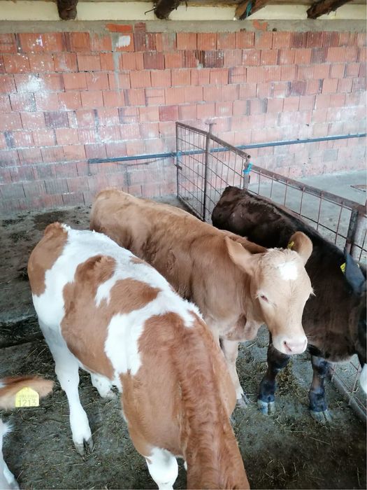 Vand 4 taurași cu varsta de 3 luni