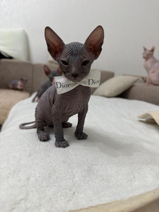 Донской сфинкс котёнок