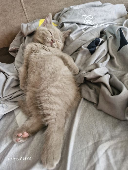 Британские котята