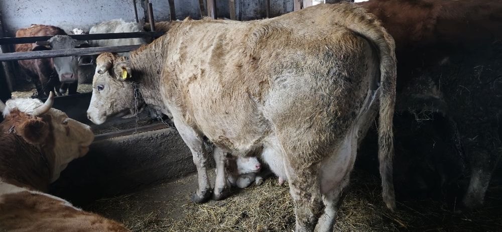 Vãnd vacă după fătare