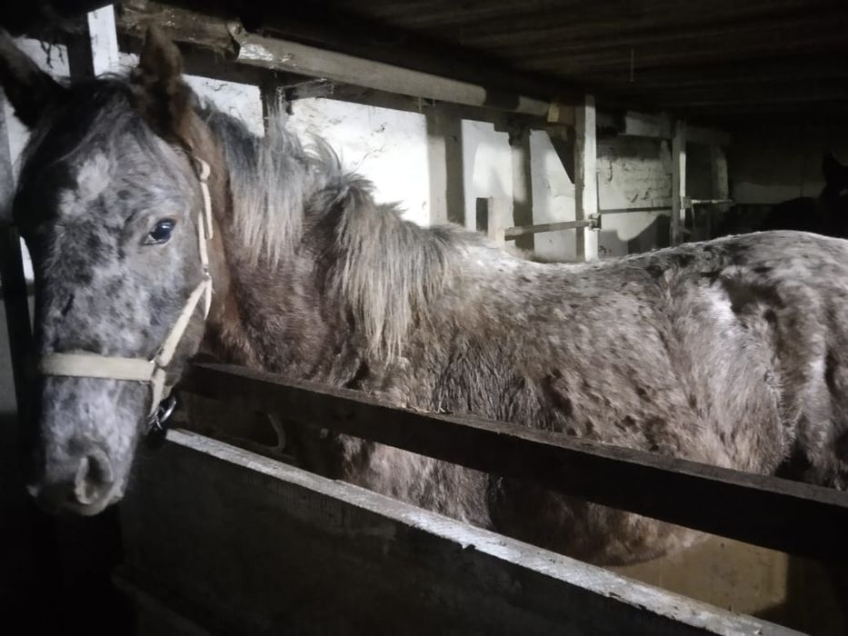 Продам 8 месячного Байтал