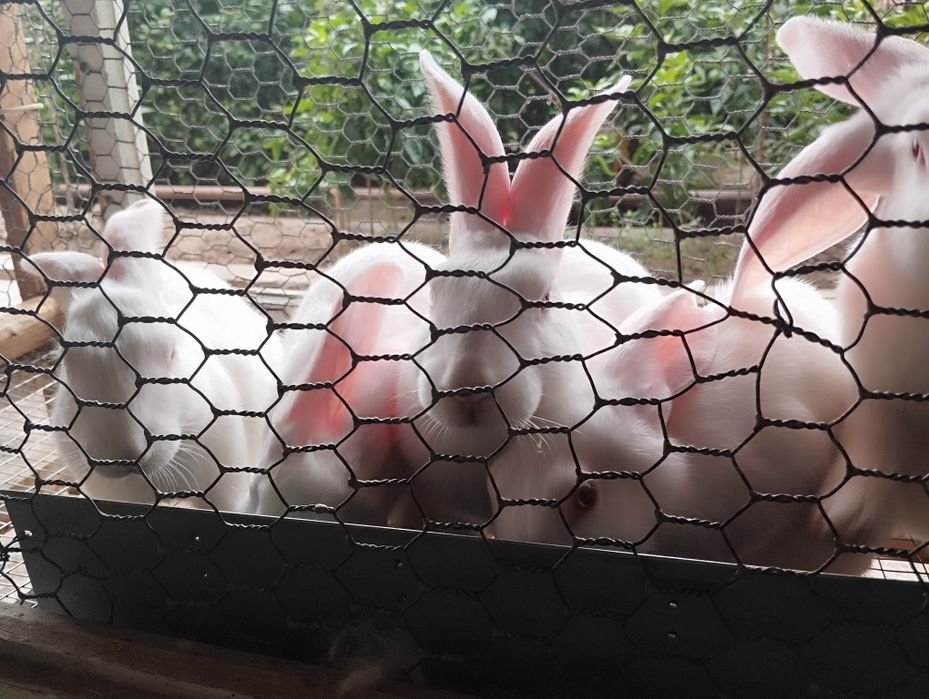 Quyon bolalari заяц