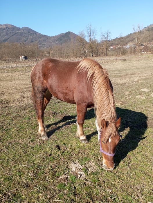 Mânză de 2 ani de vânzare