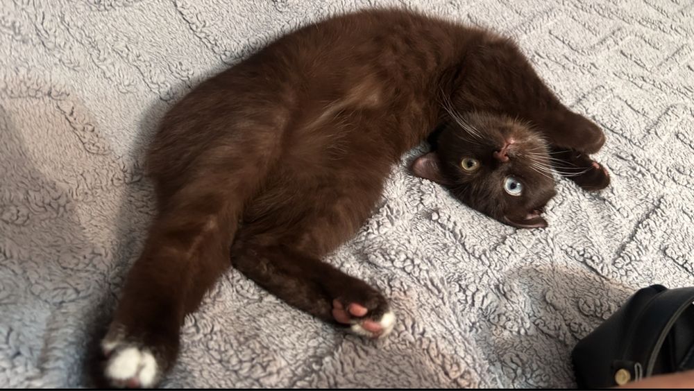 Отдам котика бесплатно