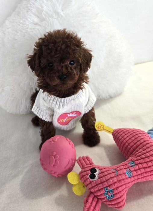 Пудел той Poodle toy с родословие чисти генетични тестове на родителите