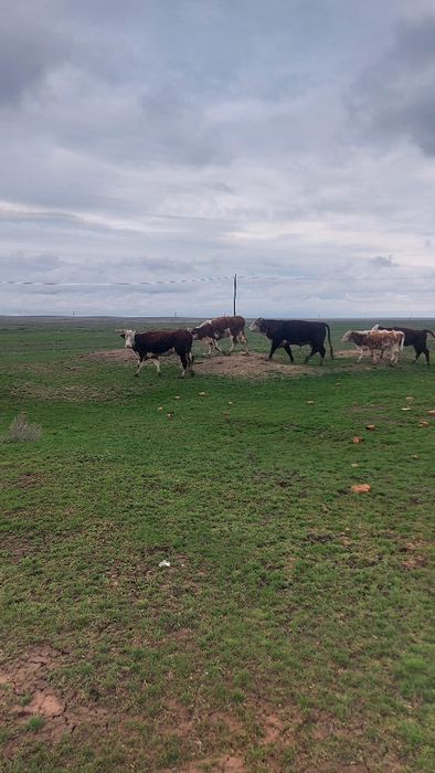 Продам КРС, в количестве 40 голов