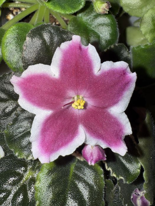 Фиалки  сортовые