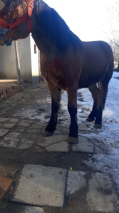 Vând sau schimb mânz