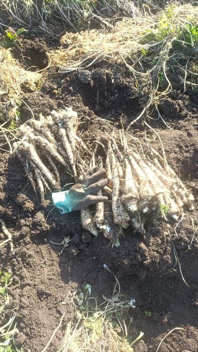 Patrunjel de rădăcină