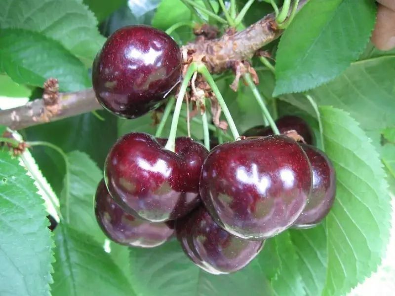 Boyinbogli erning buzuqligi tasvirlangan porno video