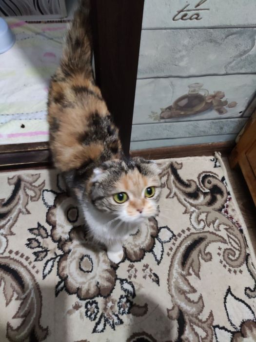 Shatlandiskiy  paroda