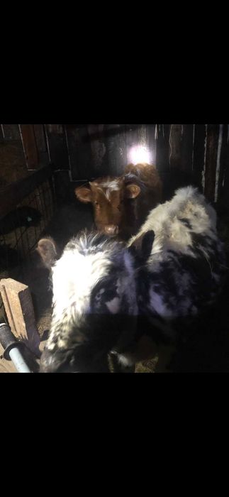 Продам телят 10-11 месяцев