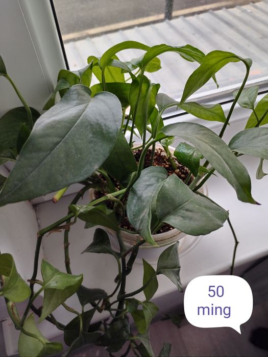 Hona gullari sotiladi