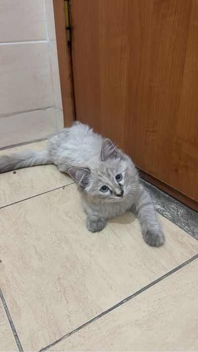 КОТЕНОК(3-4 мес.)