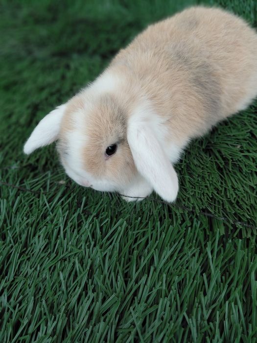 Карлик баран куйчалар совгага болажонларга янги йилга ок кулок ок аёк