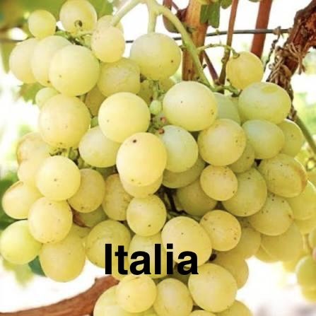 Butasi vita de vie anul 2 si 3