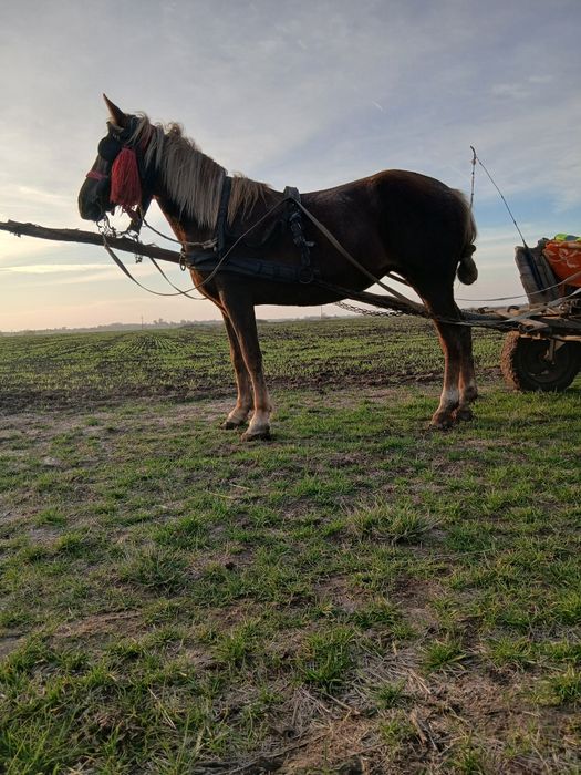 Vând sau schimb iapa