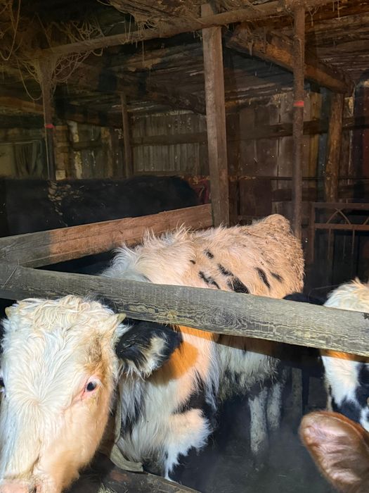 Выгодно! 7 годовалых бычков, торг уместен