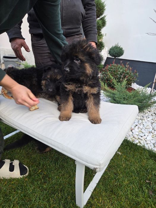 Pui Ciobanesc German