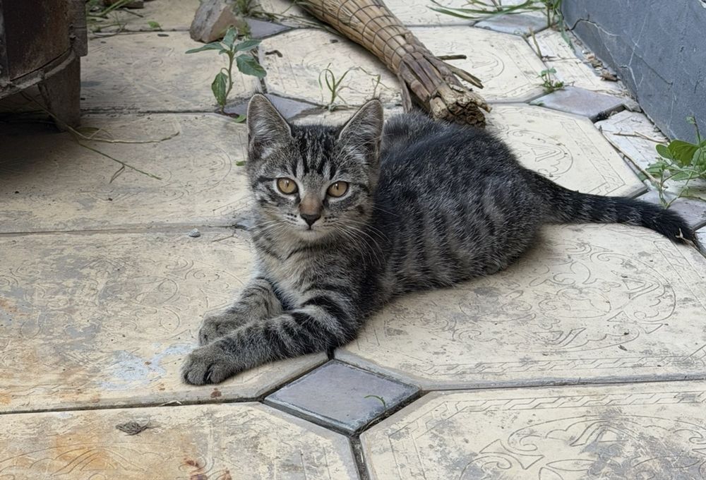 Котенок мальчик 3 месяца