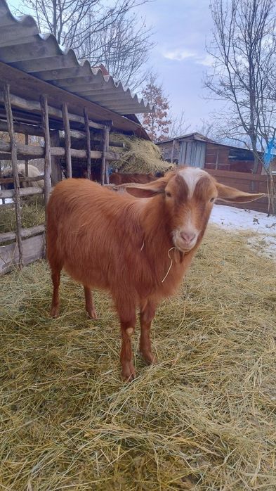 De vânzare ,țapi de anul trecut !