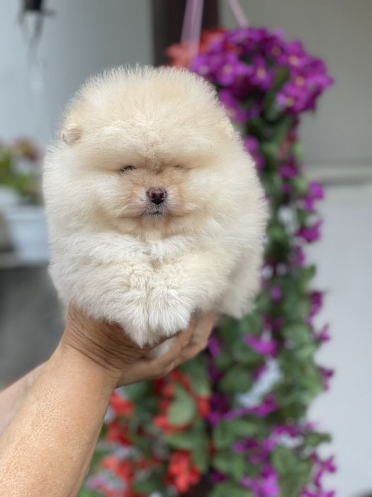 Мини померанче бейби фейс муцунка