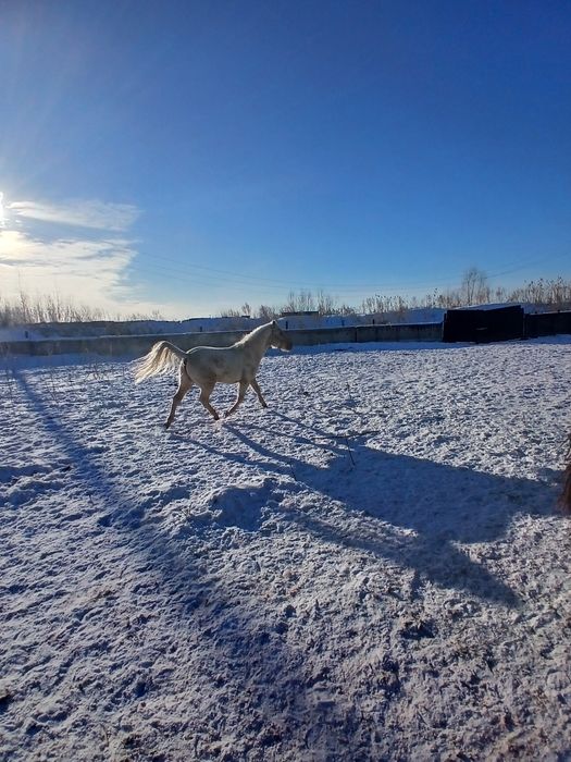Продам жеребьёвка с кобылкой