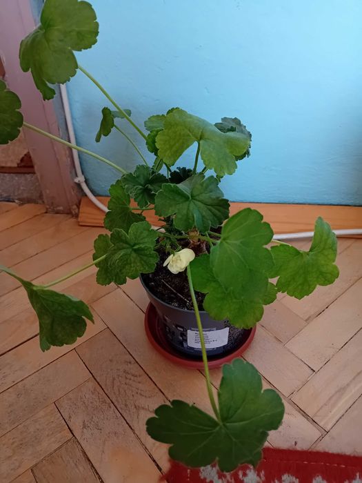 Екзотични растения, разсади и семена