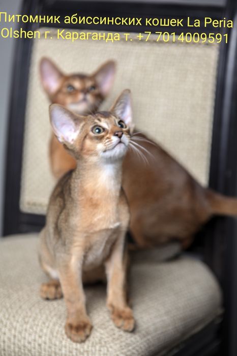 Абиссинские котята