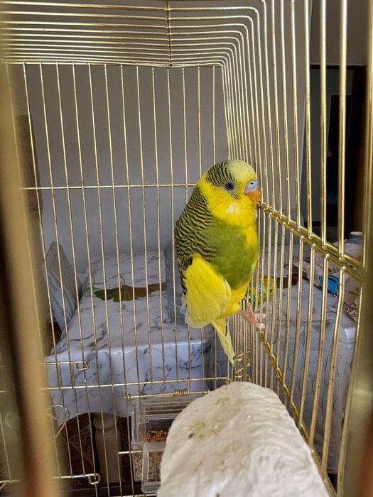 Продам попугаев