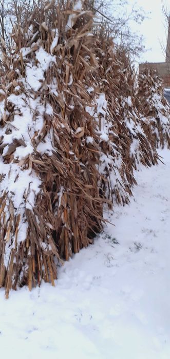 Porumb 2025 Octombrie-Noiembrie