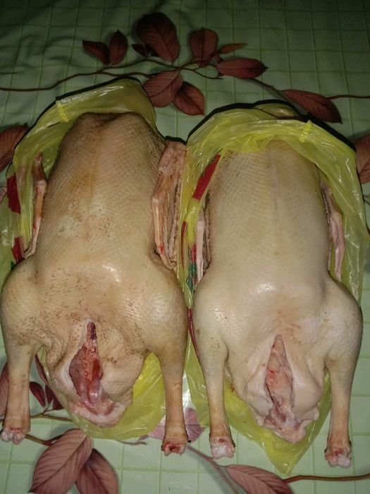 Гуси домашние, мясные