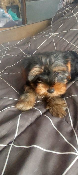 Yorkshire Terrier Gold