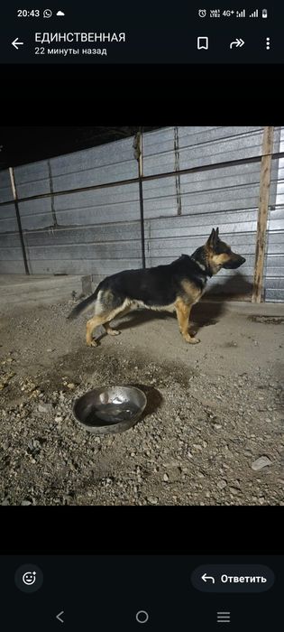 Немецкая овчарка